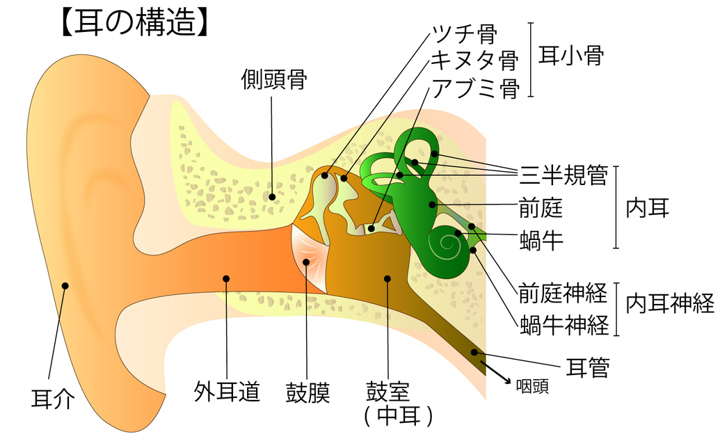 耳鳴りの原因